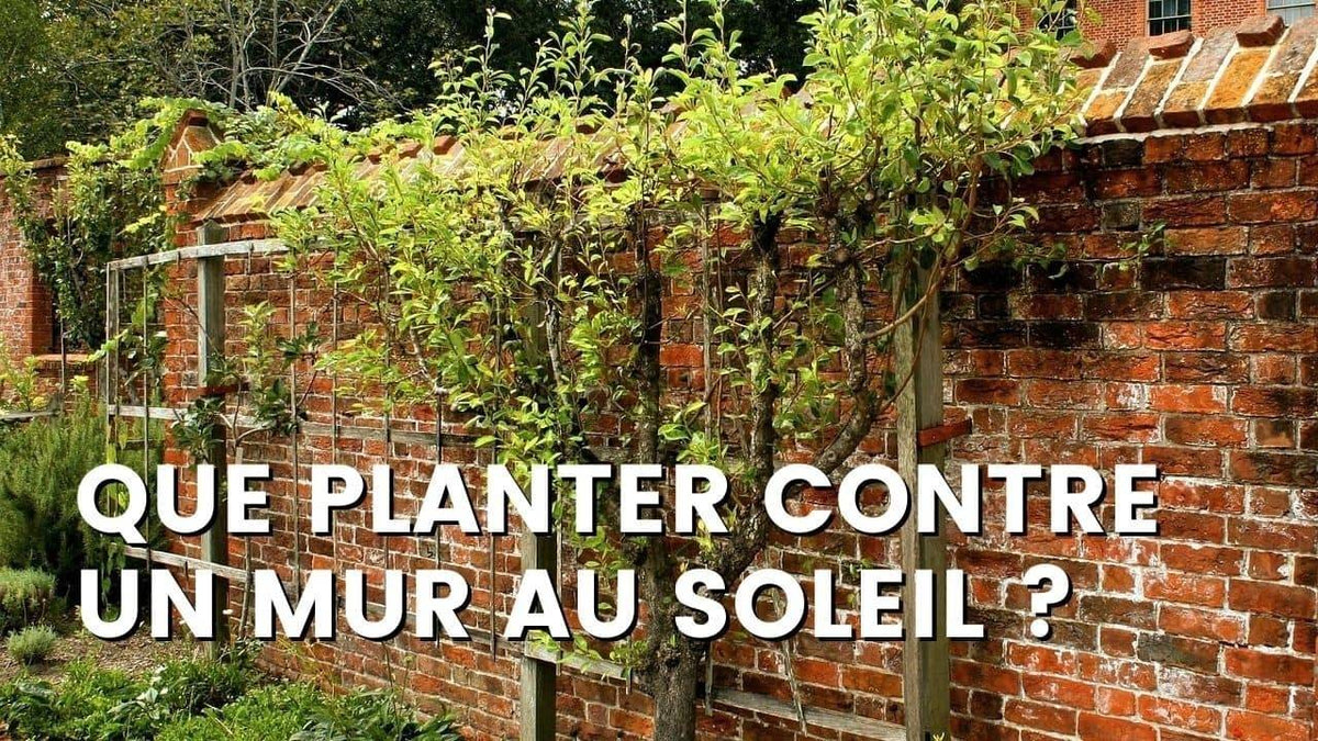 QUE PLANTER LE LONG D’UN MUR AU SOLEIL ?