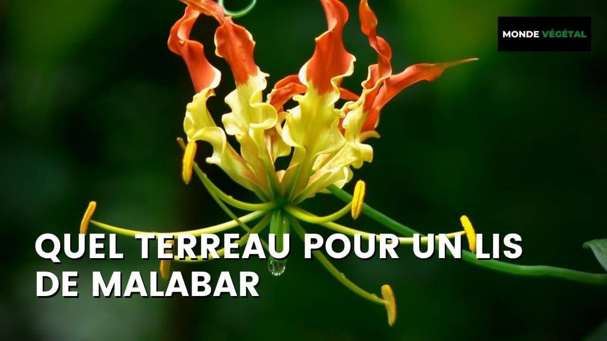 QUEL TERREAU POUR UN LYS DE MALABAR (GLORIOSA SUPERBA)