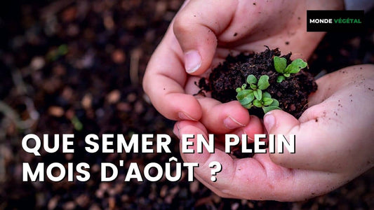 QUE SEMER EN AOÛT ? Les semis facile de vos jardin