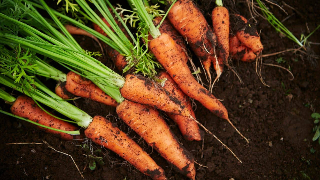 Comment semer les carottes : réussir ses semis facilement