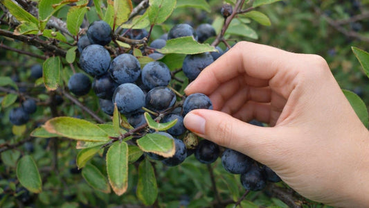 Que faire avec des prunelles sauvages transformer sa récolte Idées recettes et usages