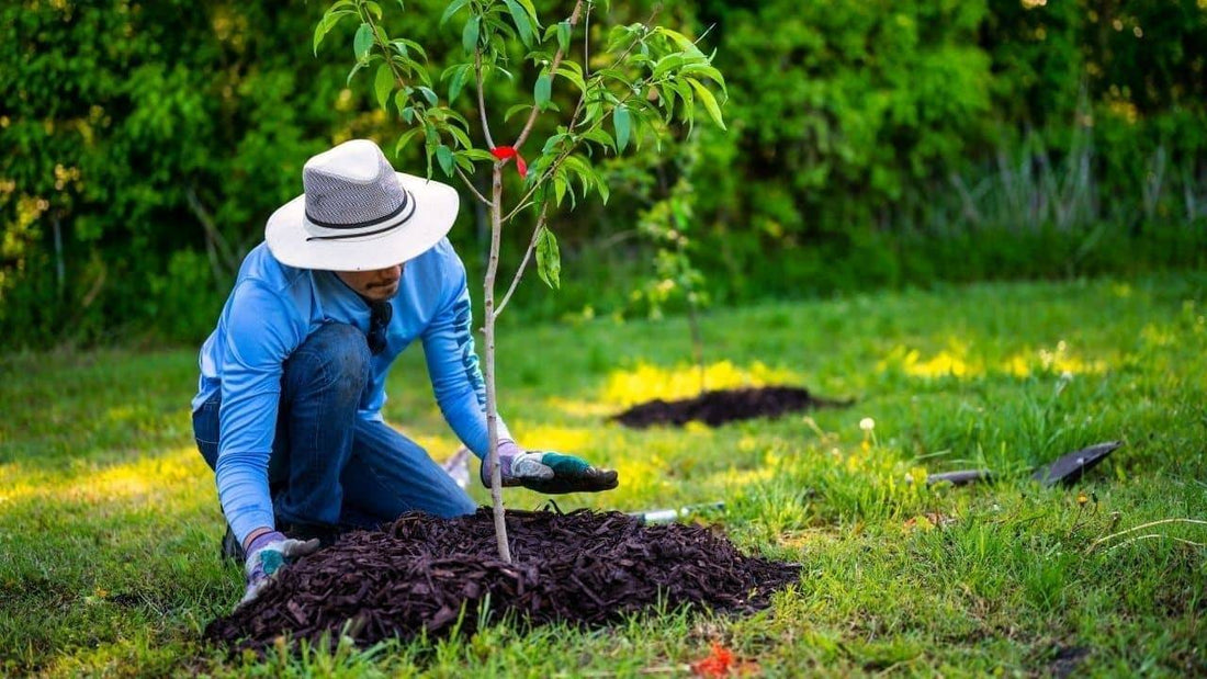 QUELS FRUITIERS PLANTER MAINTENANT