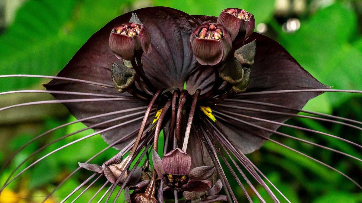 Quel terreau pour Tacca chantrieri