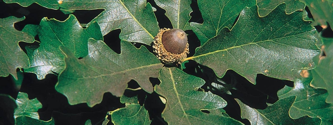 Chêne à Gros Fruits Quercus macrocarpa une des différentes espèces de Chênes américaines présents en france