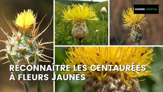 QUELLE CENTAURÉE À FLEUR JAUNE ?