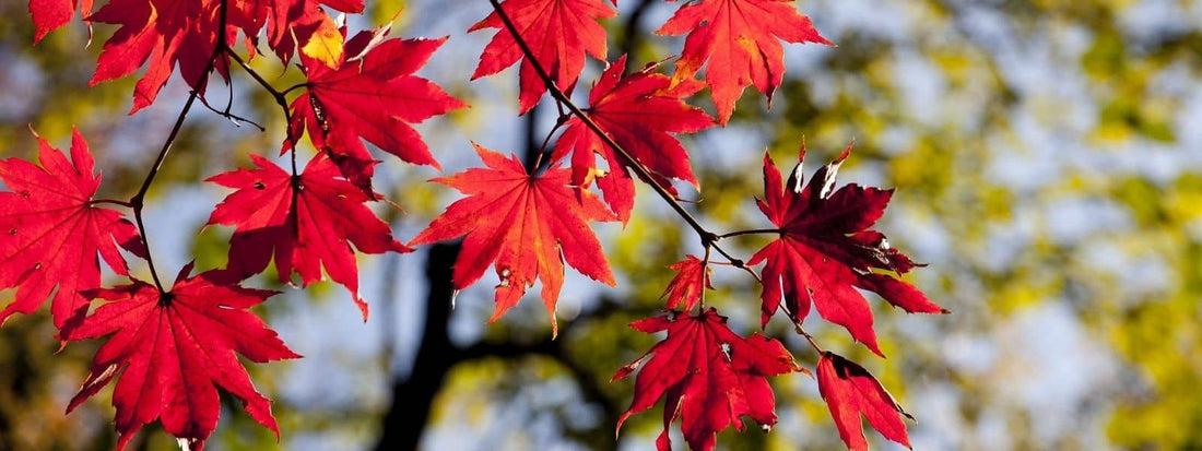 Reconnaître les Sapindacées