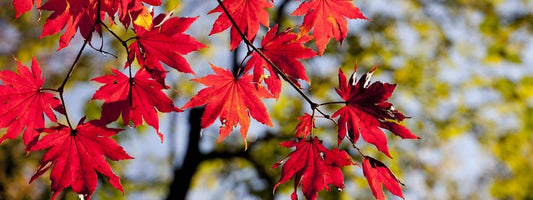 Reconnaître les Sapindacées