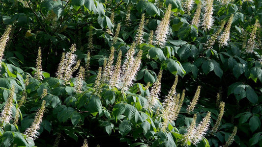 Reconnaitre le aesculus parviflora en fleurs la pavier blanc cousin du marronnier 