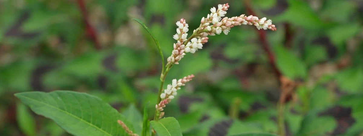 Renouée à Feuilles d’Oseille Persicaria lapathifolia