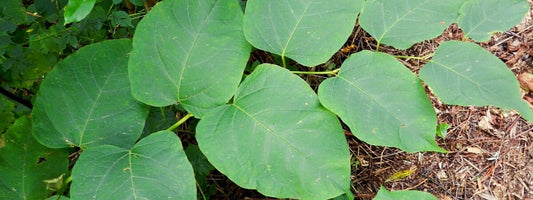 Renouée de Bohème fallopia x bohemica