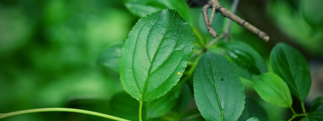 Rhamnacées famille botanique d'arbres et d'arbustes dont les Nerpruns