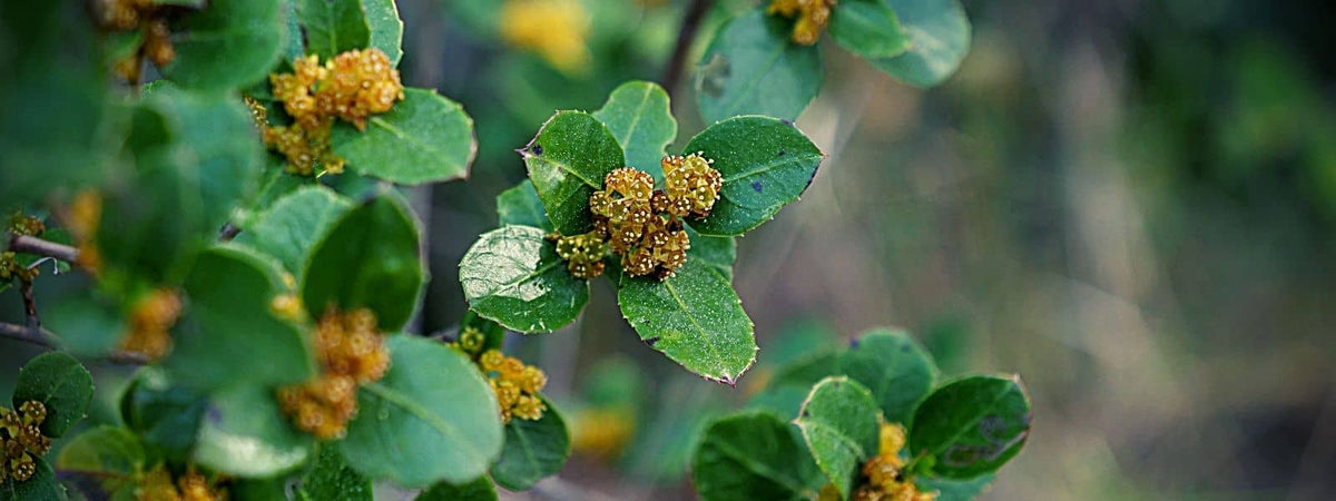 Rhamnus alaternus plante de garrigue