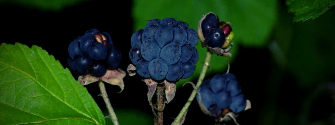 Ronce Bleue Rubus caesius et ses fruits des mûres bleues