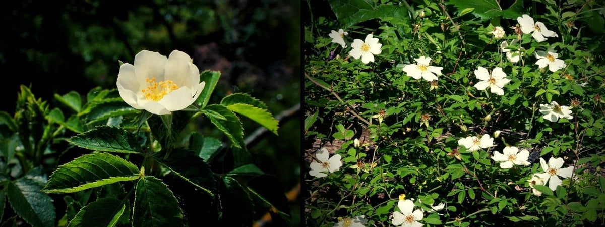 Rosa agrestis ou Rosa arvensis comparaison du Rosier des Champs vs Rosier des Haies