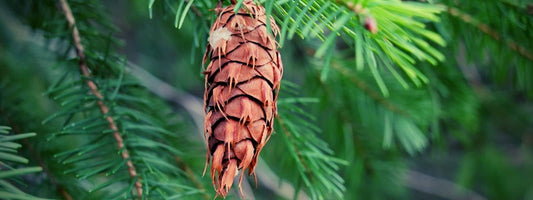 Sapin de Douglas Douglas Vert