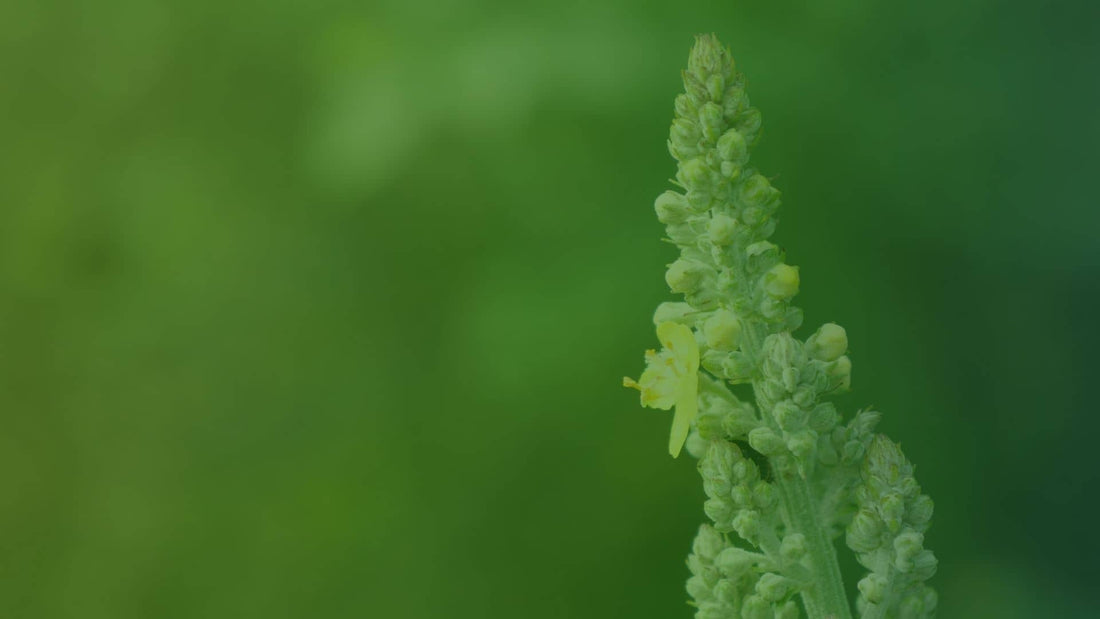 Scrophulariaceae Scrofulariacées famille Botanique comment identifier