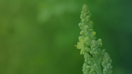 Scrophulariaceae Scrofulariacées famille Botanique comment identifier