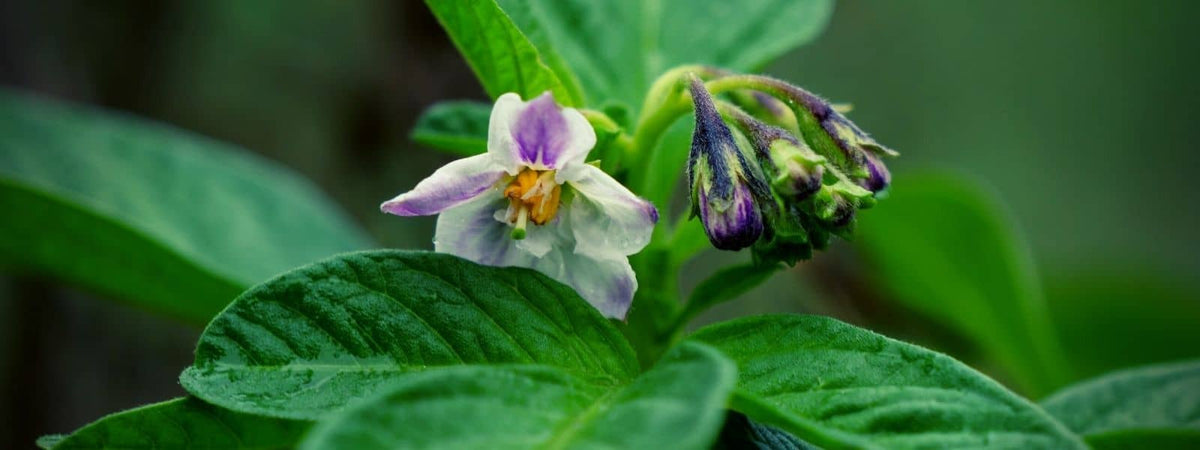 Solanum muricatum Pepino Poire Melon