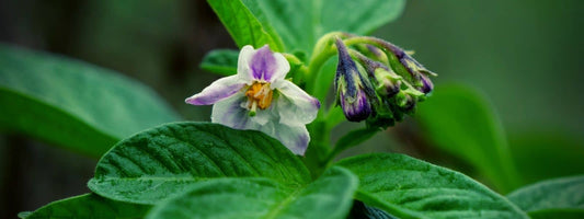 Solanum muricatum Pepino Poire Melon
