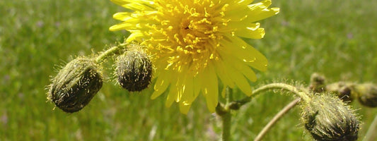 Sonchus arvensis Laiteron des champs