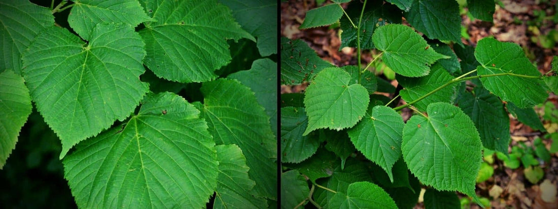 Tilleul des bois ou Tilleul à grandes feuilles tilia cordata vs tilia platyphyllos