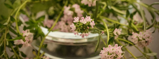 Tisane de thym danger & effets secondaires du Thym sur la santé précaution d'emploi