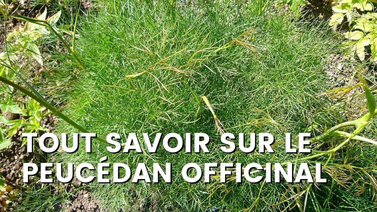 PEUCÉDAN OFFICINAL – PEUCEDANUM OFFICINALE