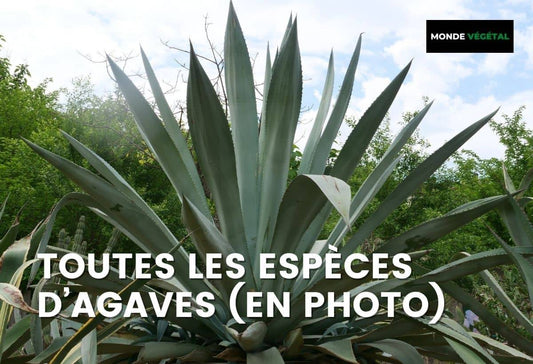 TOUTES LES AGAVES