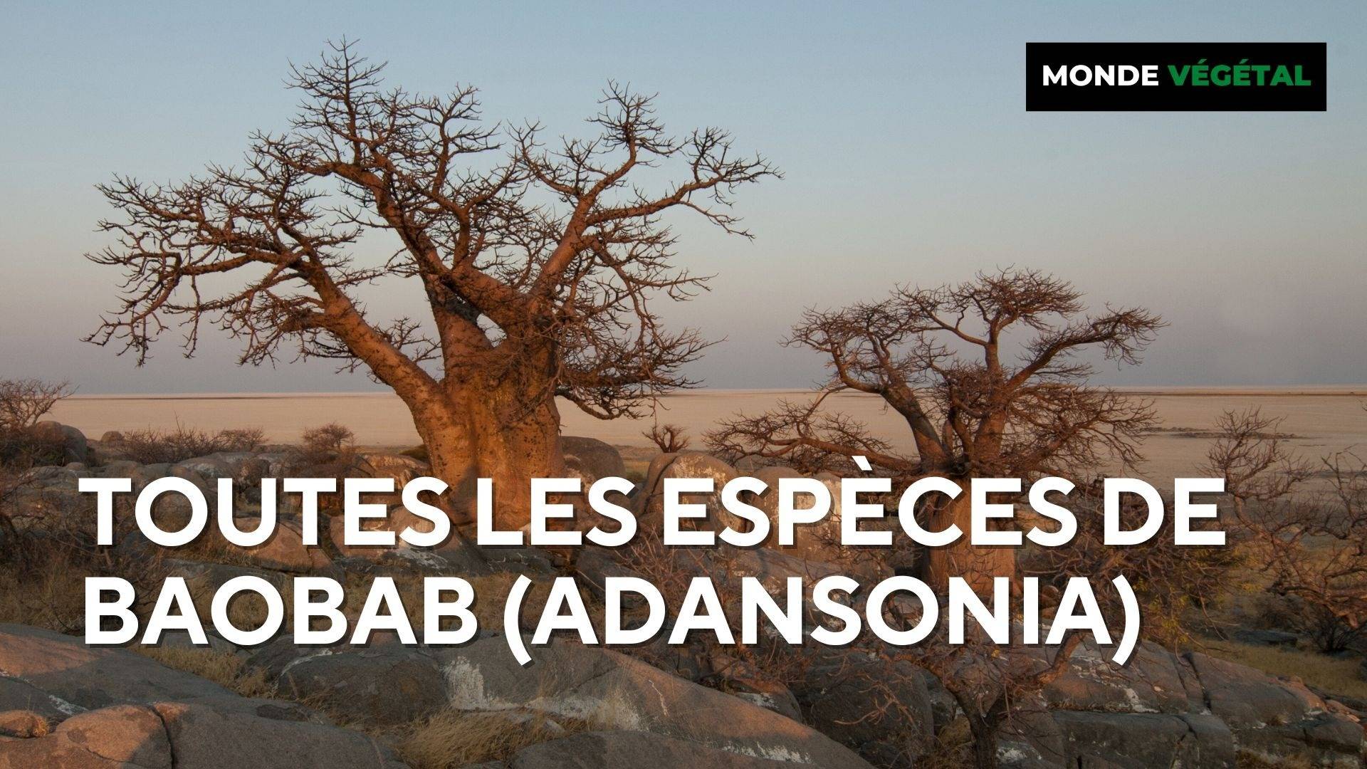 Toutes les espèces de Baobab (Adansonia) - Monde Végétal
