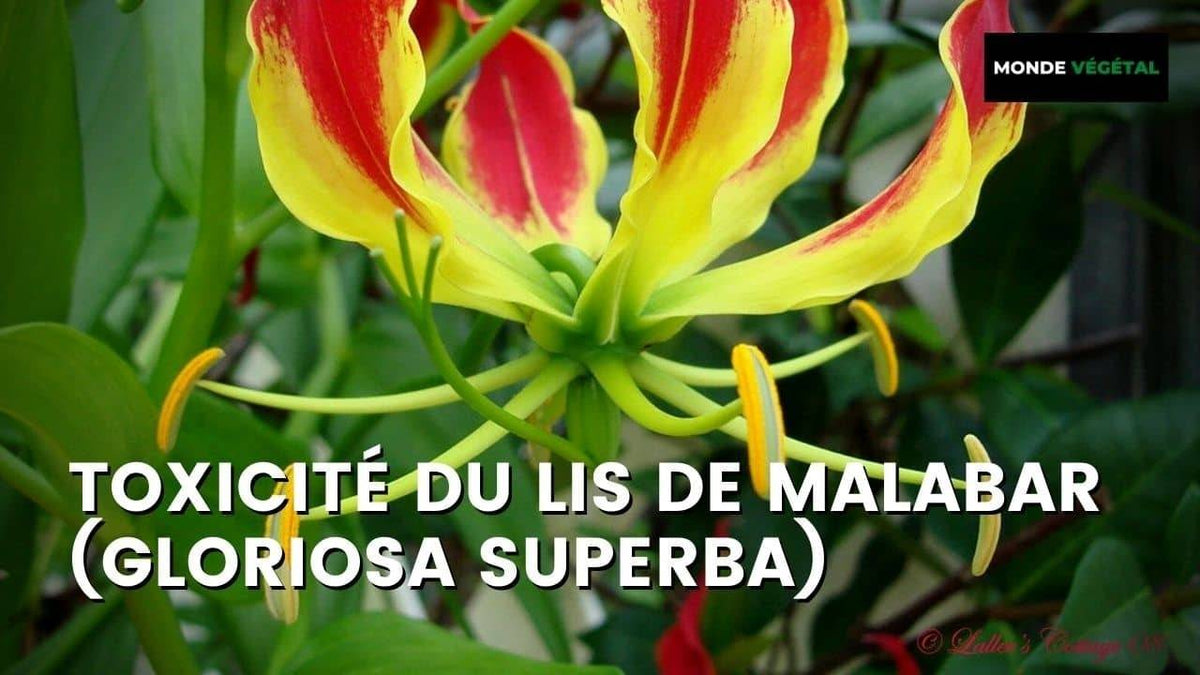 TOXICITÉ DU LIS DE MALABAR (GLORIOSA SUPERBA)