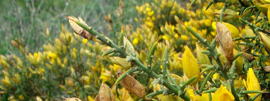 Ulex australis ajonc des maures