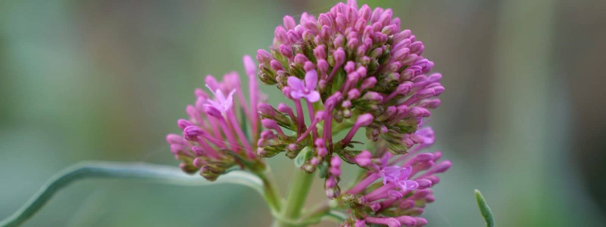 Valériane Rouge plante sauvage médicinale et comestible des sols secs