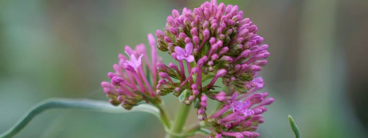 Valériane Rouge plante sauvage médicinale et comestible des sols secs