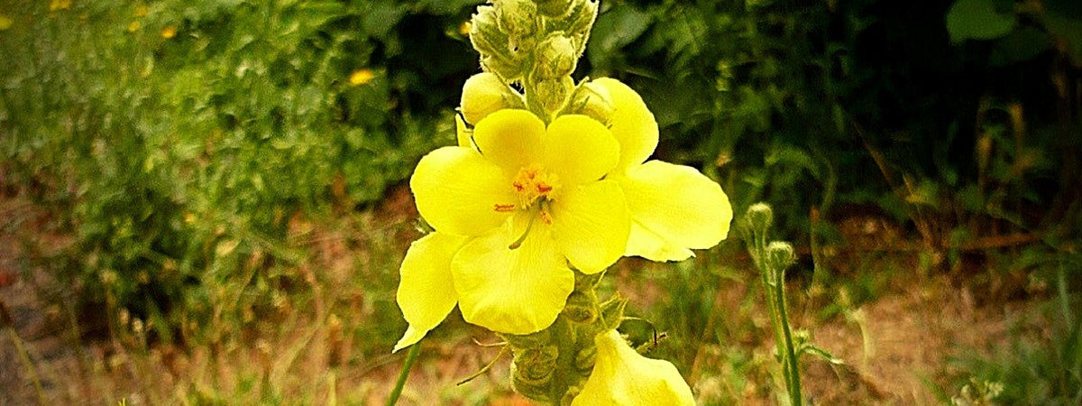 Verbascum densiflorum molène à fleurs denses Molène type Bouillon Blanc
