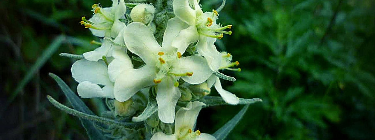 Verbascum lychnitis Molène Lychnite en fleurs