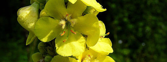 Verbascum phlomoides Molène Faux Phlomis plante médicinale et comestible