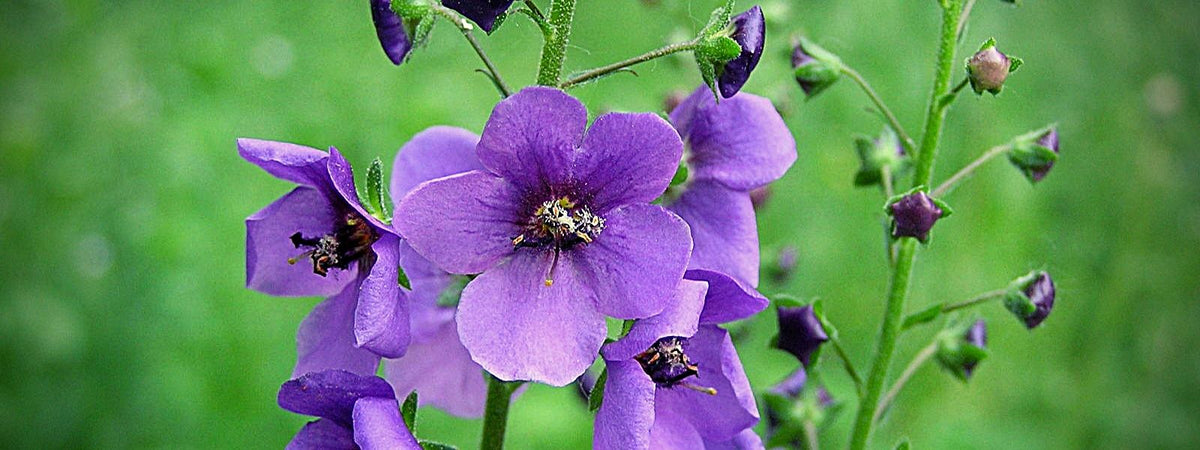 Verbascum phoeniceum Molène à fleurs violettes Scrofulariacées