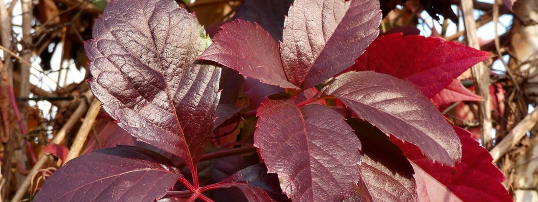 Vigne Vierge à Cinq Folioles (Parthenocissus quinquefolia)