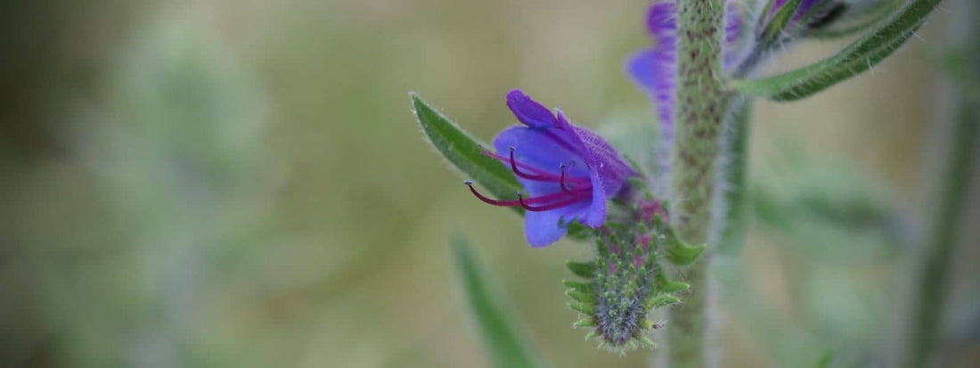Vipérine commune plante sauvage médicinale et toxique à fleurs violettes bleues et roses