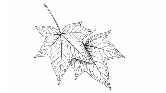 Acer acutum (érable aigu) :  érable asiatique méconnu