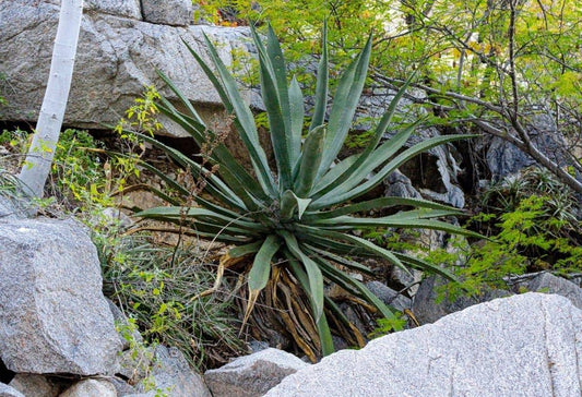 Agave dorée - Agave aurea