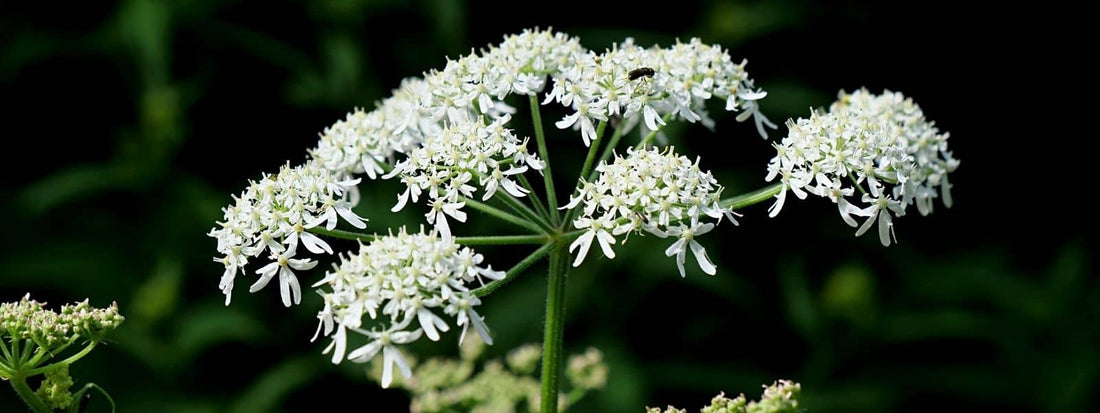 angélique des bois ou berce commune