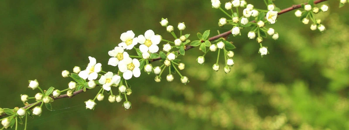 arbuste sauvage à fleur blanche liste des arbustes à fleurs blanches de France