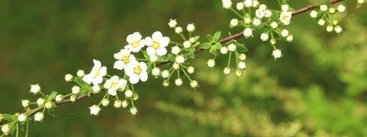 arbuste sauvage à fleur blanche liste des arbustes à fleurs blanches de France