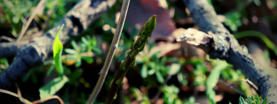 asperges sauvages asperge cultivée asperge des bois aspergettes quelles sont les différentes espèces d'Asperges