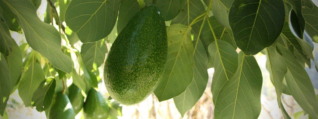 avocatier Lauracées persea americana