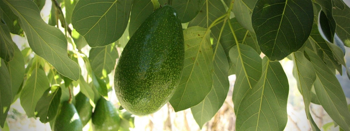 avocatier Lauracées persea americana