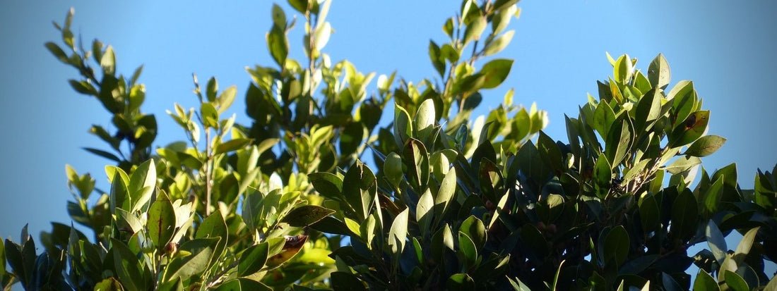 bienfatis du laurier sauce plante médicinale