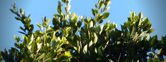 bienfatis du laurier sauce plante médicinale