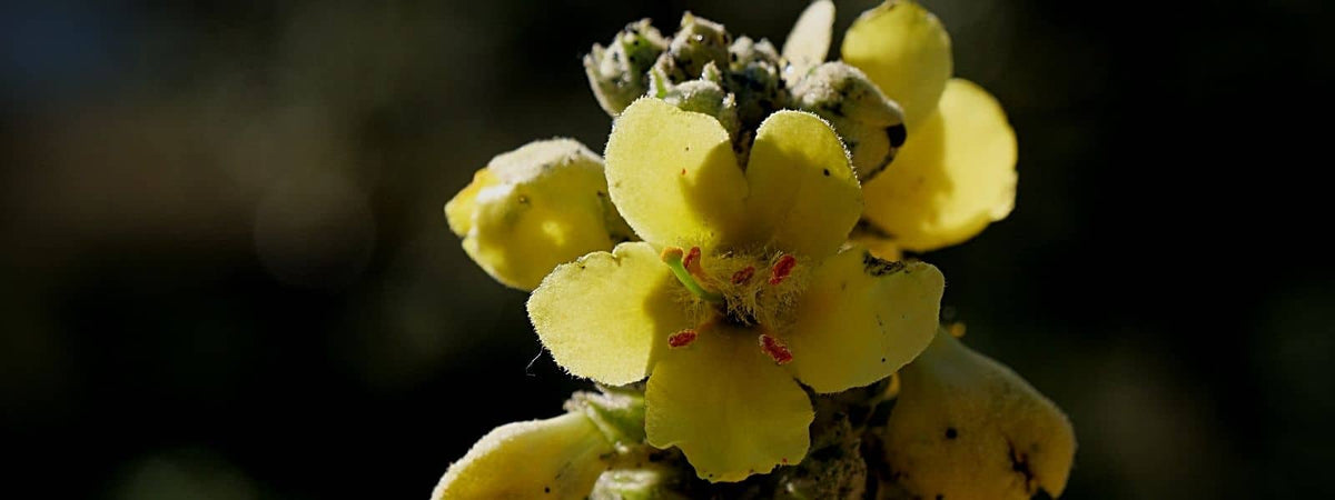 bouillon blanc confusion verbascum thapus Molène